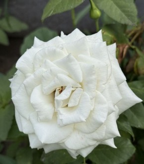 Самоанализ: Как Открыть Свою Истинную Сущность