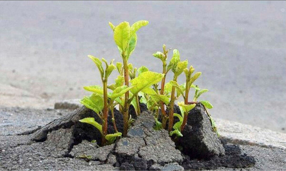 ��� ����� ���� ��� �����