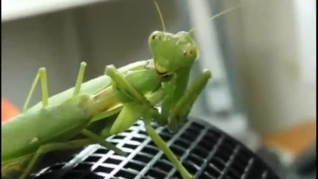 ������� �������: ��� �� ��������?