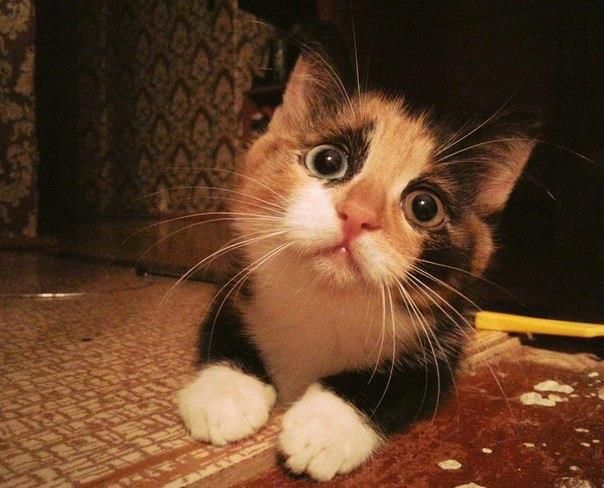 ��� ���������� ����� ������� � ������