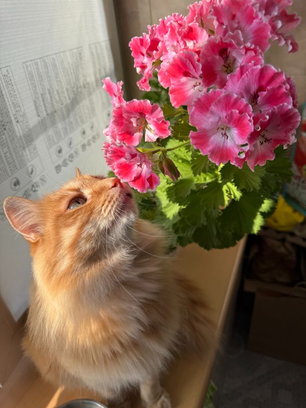 ������, ������� ������� ����������� ���� ����� ���������