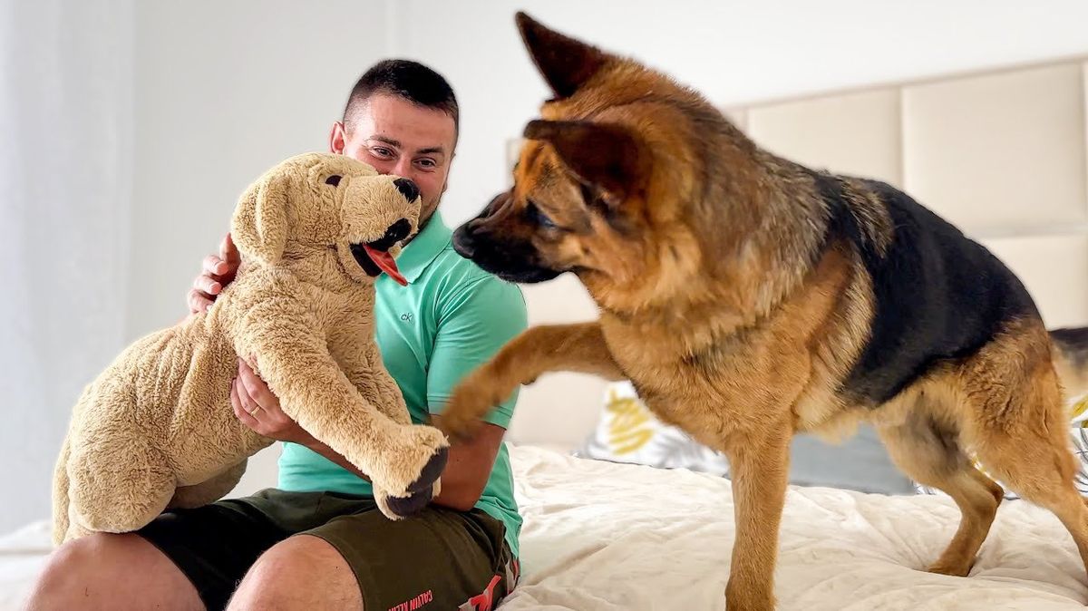 Что скрывается за ревностью питомцев?