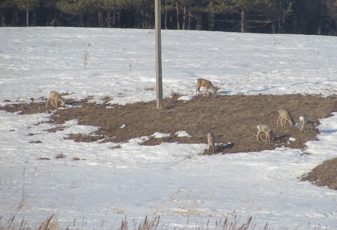 ������� ����������: ����� ���������� ���������� ������� ����������