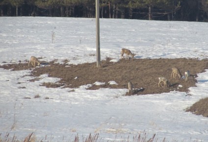 ������� ����������: ����� ���������� ���������� ������� ����������