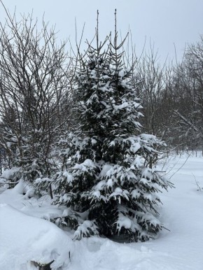 ��� ���������� ������ � ������ ������