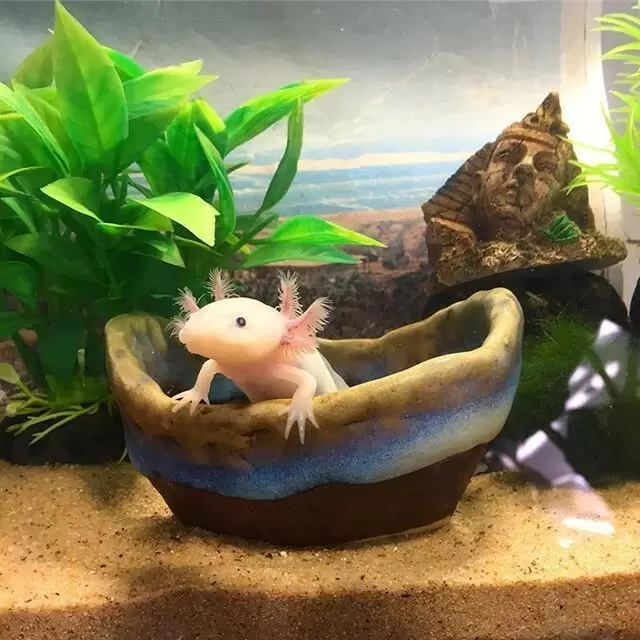 Аксолотль: волшебство вечной юности в мире амфибий